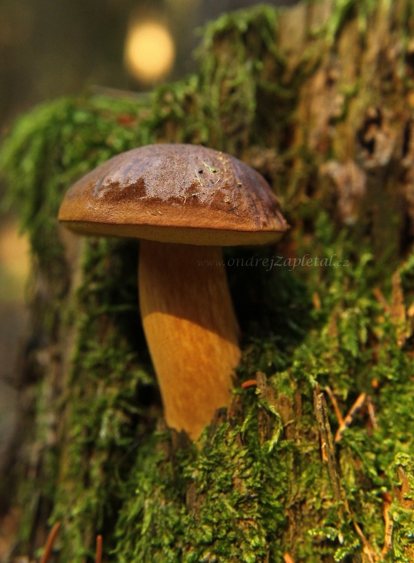 Fungus in a Stump (On the photo:  (Nature photography) příroda, ráno, houby, mech)