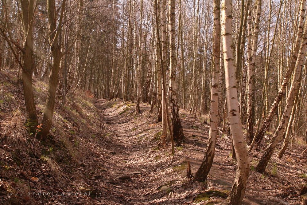 Břízovým lesem (Na fotografii:  cesta, stromy)