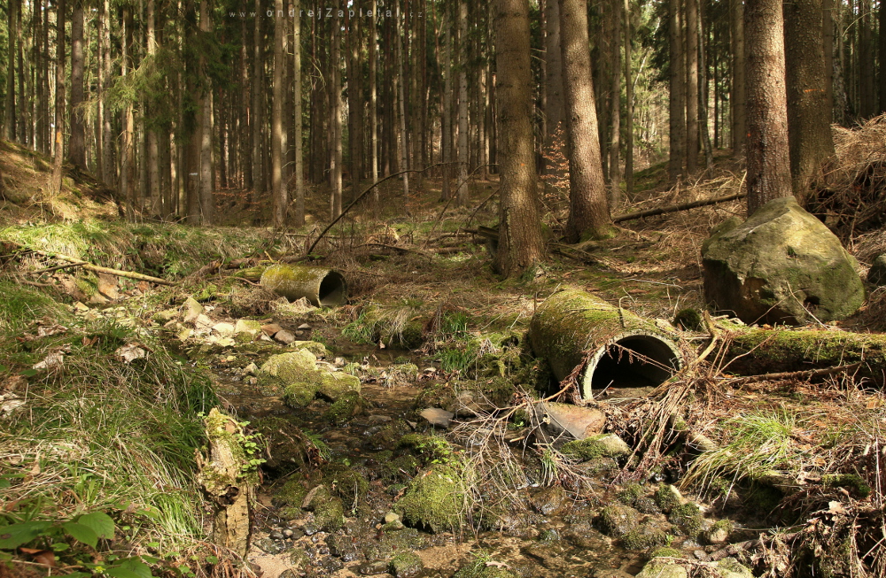 Zbytky potrubí (Na fotografii:  (Fotografie přírody) les, stromy, voda, mech, příroda)