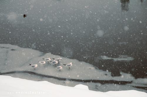 Photo: Iceberg Inhabitants