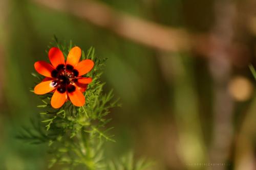 Photo: Pheasants-eye