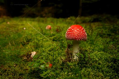 Photo: Mushrooms