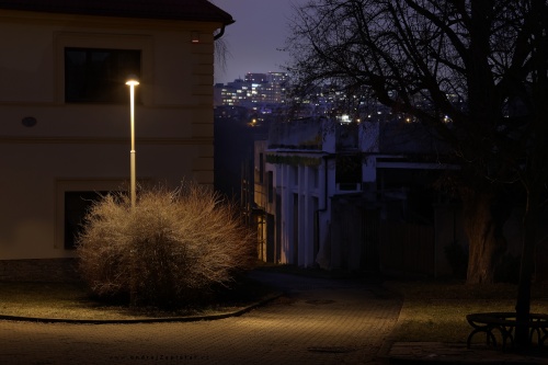 Lamp over a Shrub photography